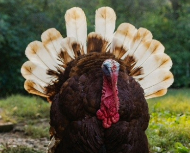 2026_07_TAM_Newsletter_Q2 2026 ComplianceCorner_Website_Turkey 2026_07_TAM_Newsletter_Q2 2026 ComplianceCorner_Website_Turkey
